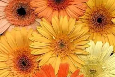 Flores jigsaw puzzle