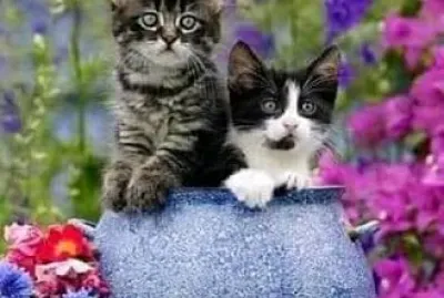 gato