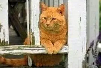 gato