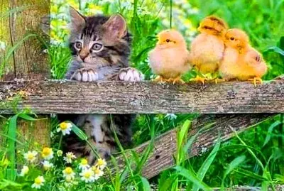 animales