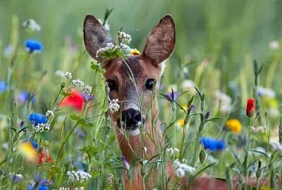 animales