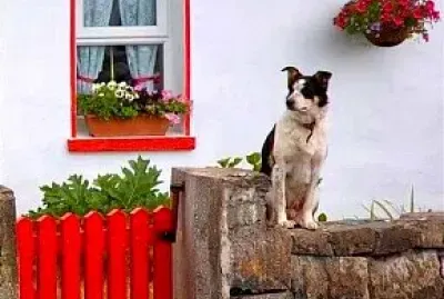 perro