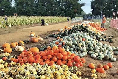 פאזל של Autumn Pumpkins for Halloween