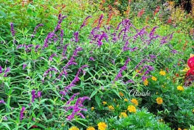 Salvias