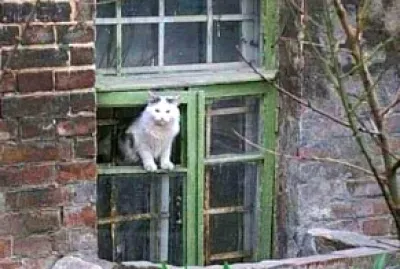 gato