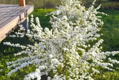 Coronita de novia jigsaw puzzle