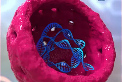 O núcleo controla a expressão genética.