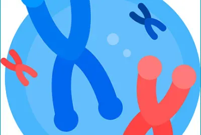 פאזל של Os cromossomos armazena e organizam o DNA.