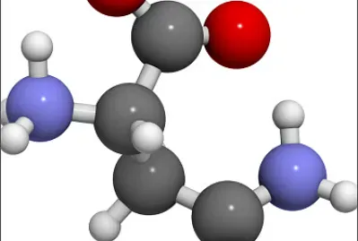 São blocos de construção da  proteínas.