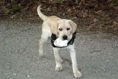 Ontario (our dog) with a seashell (Submitted by Lauren P.) jigsaw puzzle