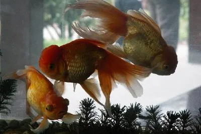 Guldfisk (inskickad av Ru Wagner)