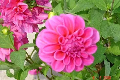 Pink Dahlia (soprannominato da Vasanthi Gaitonde)