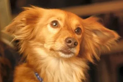 Joey (inviato dall'utente - Etai)