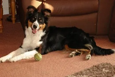 Border Collie (enviado por linette cuthbert)