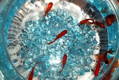 en skål med guldfisk (inlämnad av Nahal A.)