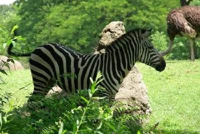 Zebra (inskickad av Christina Daub)
