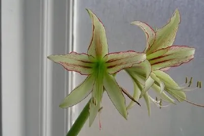 Orchid (inskickad av Christina Daub)