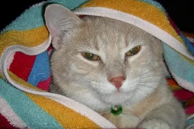 Bob (inskickat av Christina Daub)