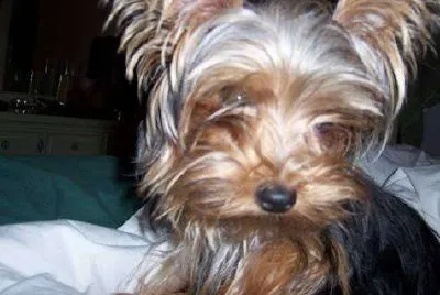 Dora - Yorkshire Terrier (Enviado por Michelle Masley)