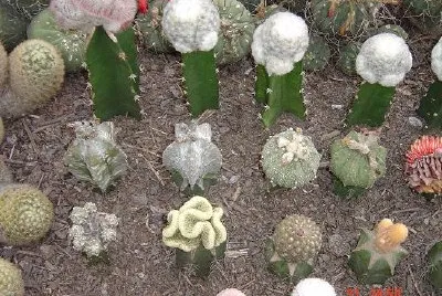 Cacti Hothouse, Gangtok, Sikkim, Indien (inskickad av Vasanthi Gaitonde)