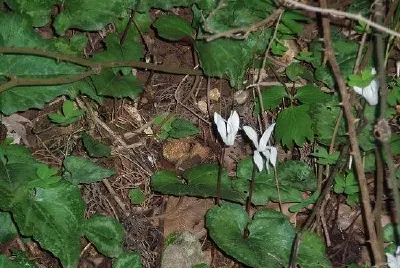 kretensisk cyklamen (inlämnad av Maggie Gibson)