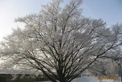 Snö (inskickat av Zipi)