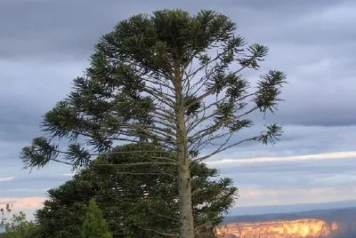Solnedgång över de blå bergen (inskickad av Caroline Craig)