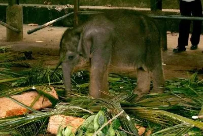 Elephant (inviato da Etty Cornet)