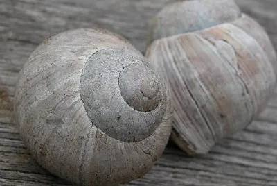 Seashell jigsaw puzzle