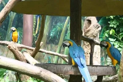 פאזל של תוכים