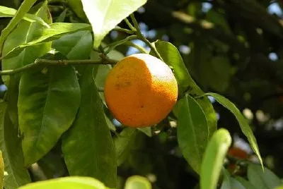 Orange jigsaw puzzle