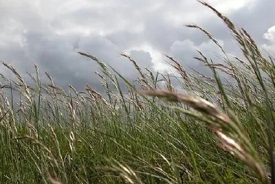 Grass in the wind jigsaw puzzle