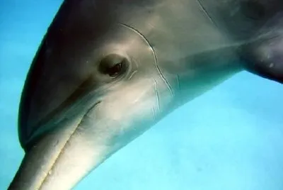 Dolphin jigsaw puzzle