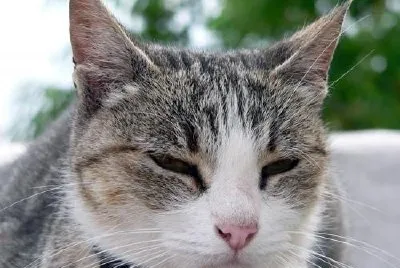 Cute cat jigsaw puzzle