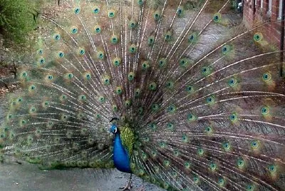 Pavo real