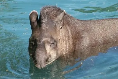 Tapir