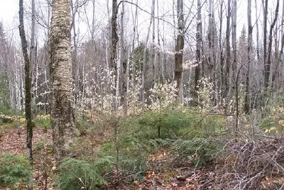 Bosque de Quebec, Canadá