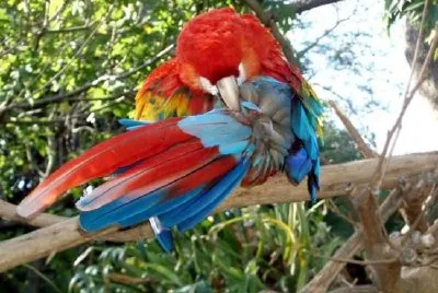 פאזל של תוכים