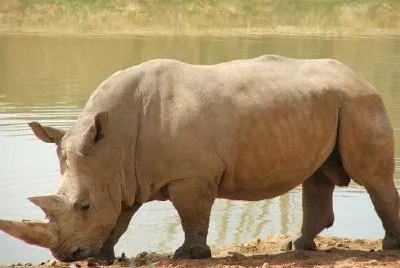 Rhinocerus