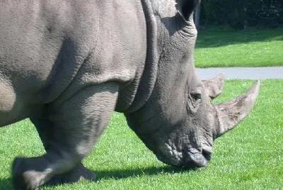 Rhinocerus