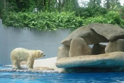 Niedźwiedź polarny