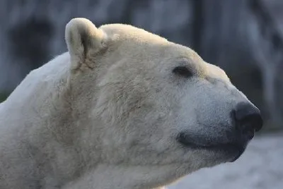 Polar bear jigsaw puzzle