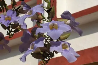 פאזל של פרחים סגולים כחולים, הודו, גואה