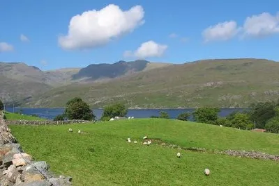 Får betesmark, Irland