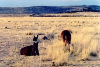 Llamas, Peru jigsaw puzzle