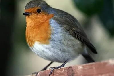Robin