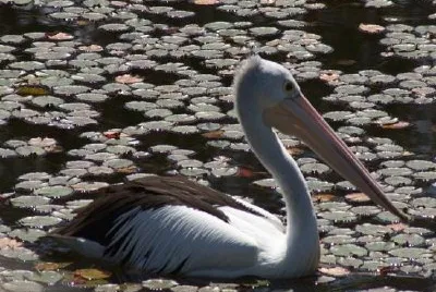Lily Pads jigsaw puzzle