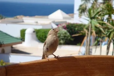 Bird on a Chair jigsaw puzzle