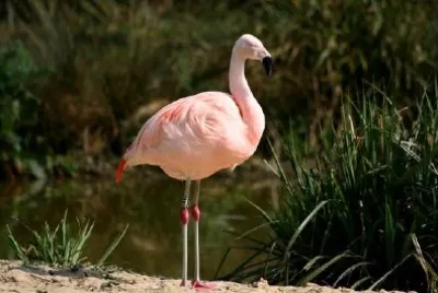 Flamingo jigsaw puzzle