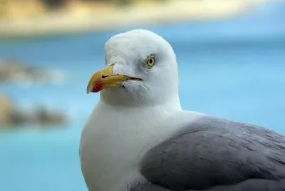 Herring Gull jigsaw puzzle